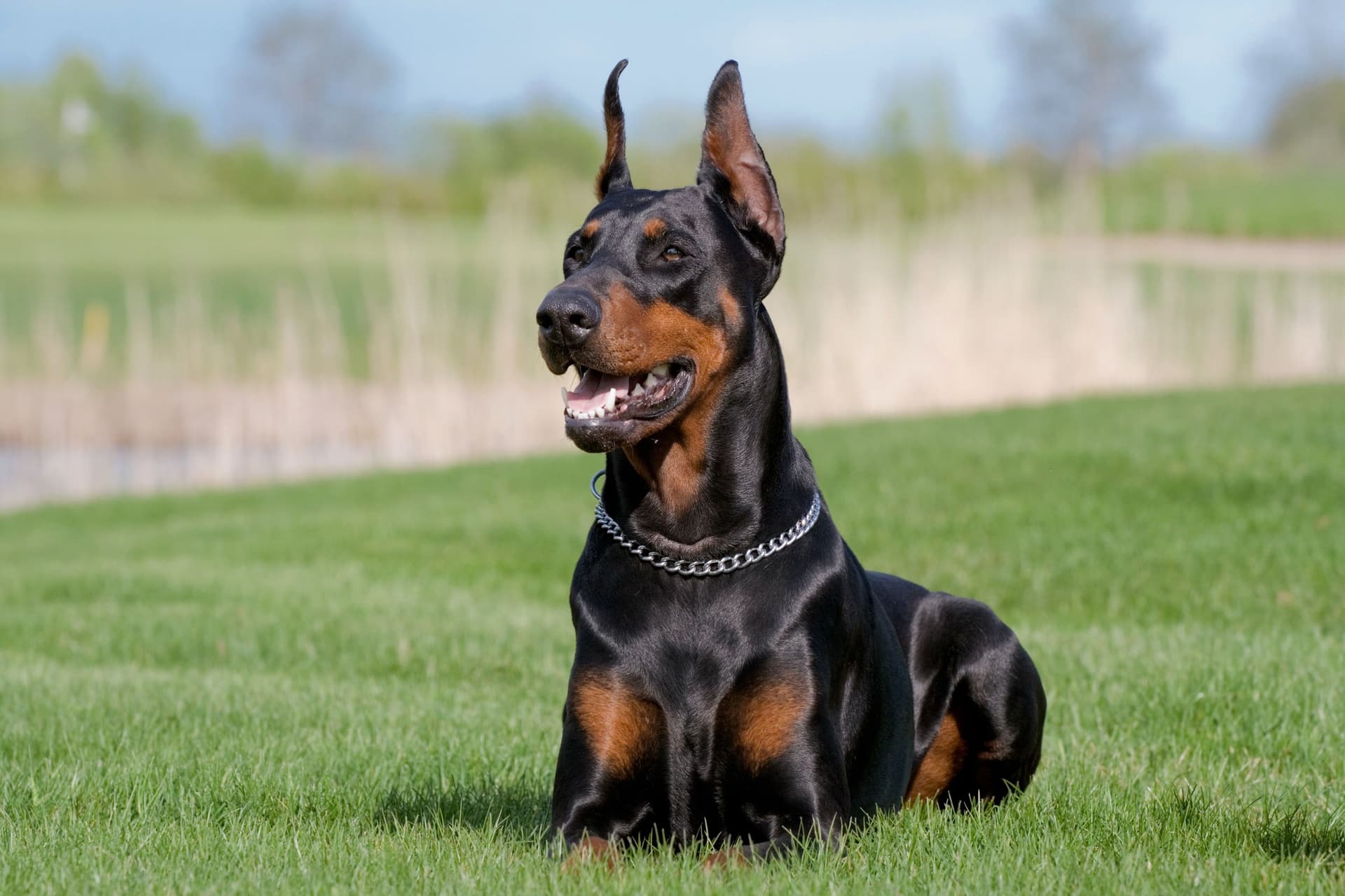 Specialist Canine Security via Security Dog Services Manchester