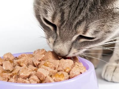 Comprehensive Nacho Cat Food Reviews: Price, Taste, and Quality Guide