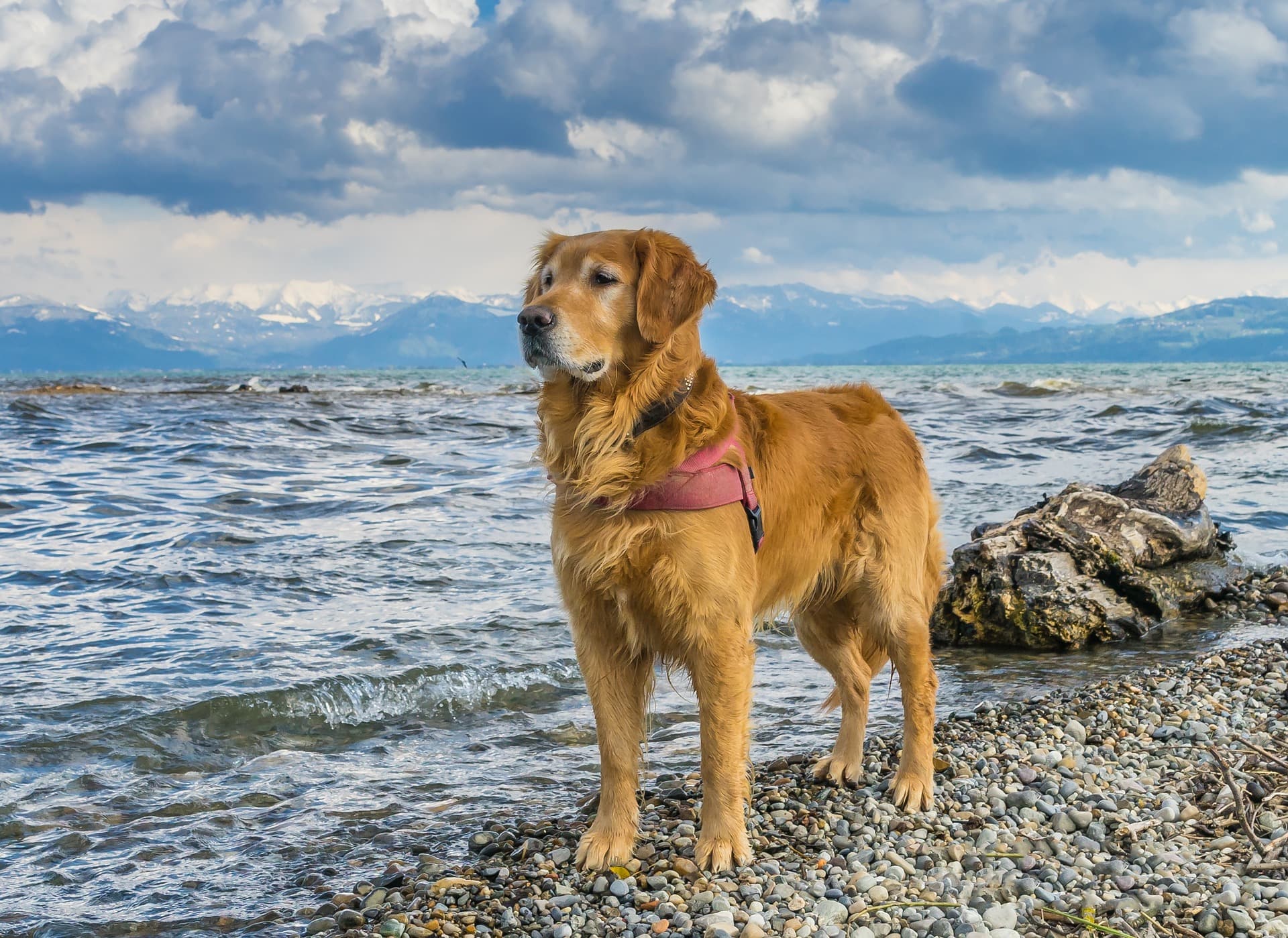 Quick and Convenient Animal Health Certificates Vet Home Certs