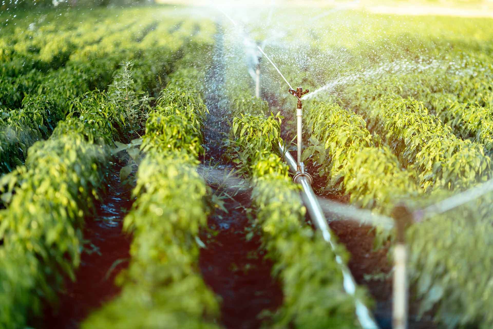 Professional Irrigation Services in Euless, TX for Residential Landscapes