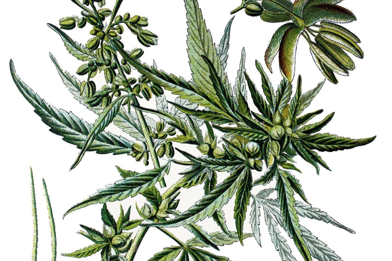 Bluetenbande – Mitglied im legalen Cannabis Club werden