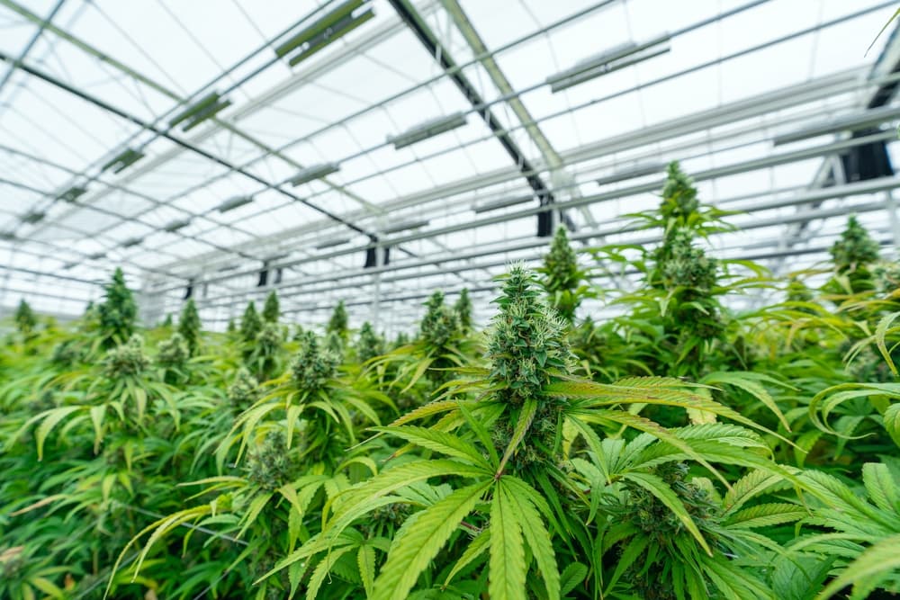 Pure Michigan Strain Craft Picks at Bud Cargo – The Best of BC Cannabis