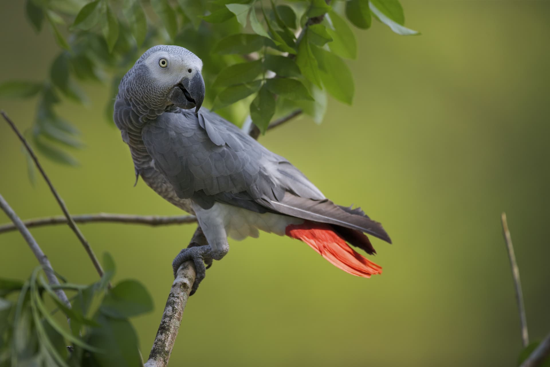 Parrot Breeder – Professional Standards at Amazing Birds Farm