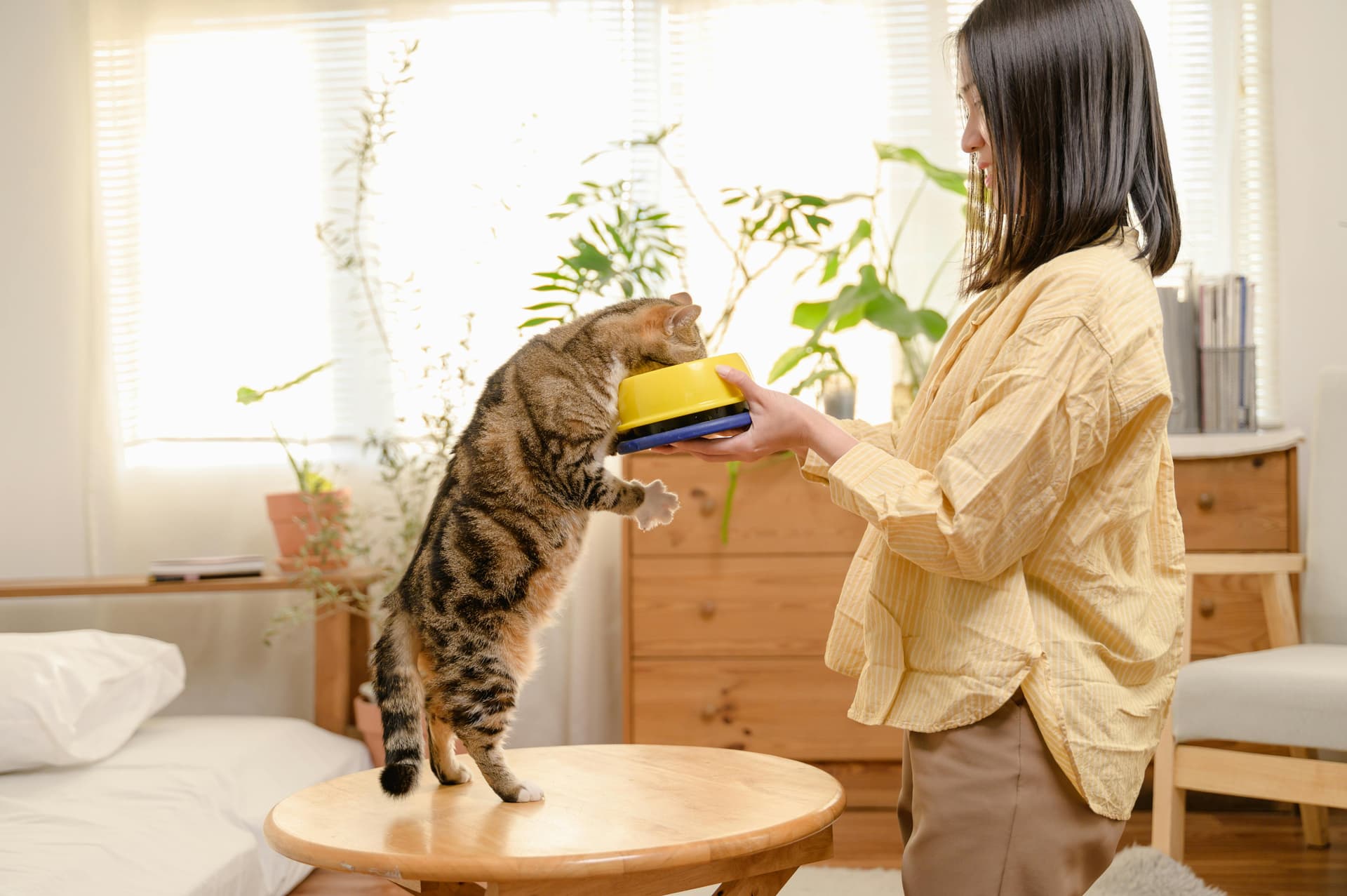 Comprehensive Nacho Cat Food Reviews: Price, Taste, and Quality Guide