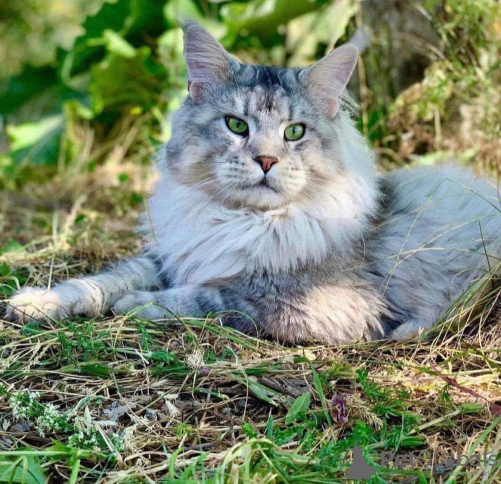 Healthy Maine Coon Kittens for Sale Bay Area | Reserve Yours