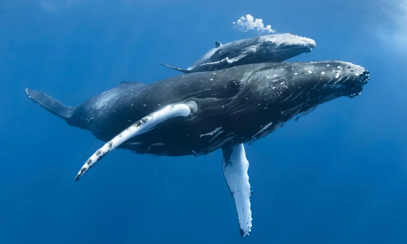 Legal Innovation for Whales: A-LAW and marianthi baklava at the Forefront