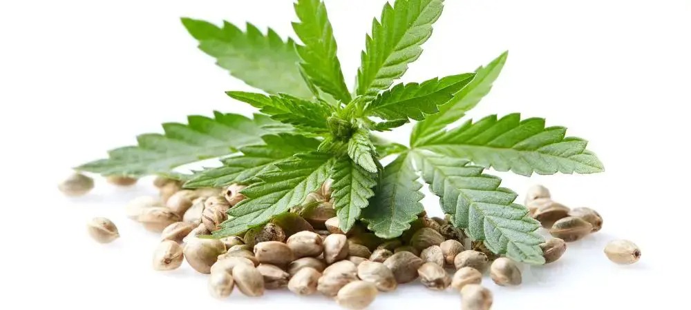 Social Club Madrid – Relax at Social Club Madrid | Clubs Cannabis Madrid