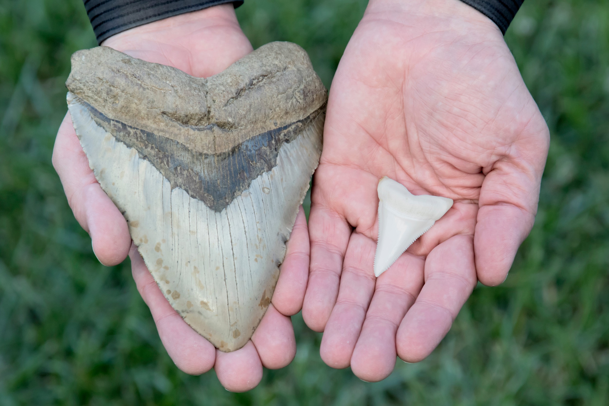 AUTHENTIC MEGALODON TEETH: FACTS ABOUT AGE, ORIGIN, AND SIZE