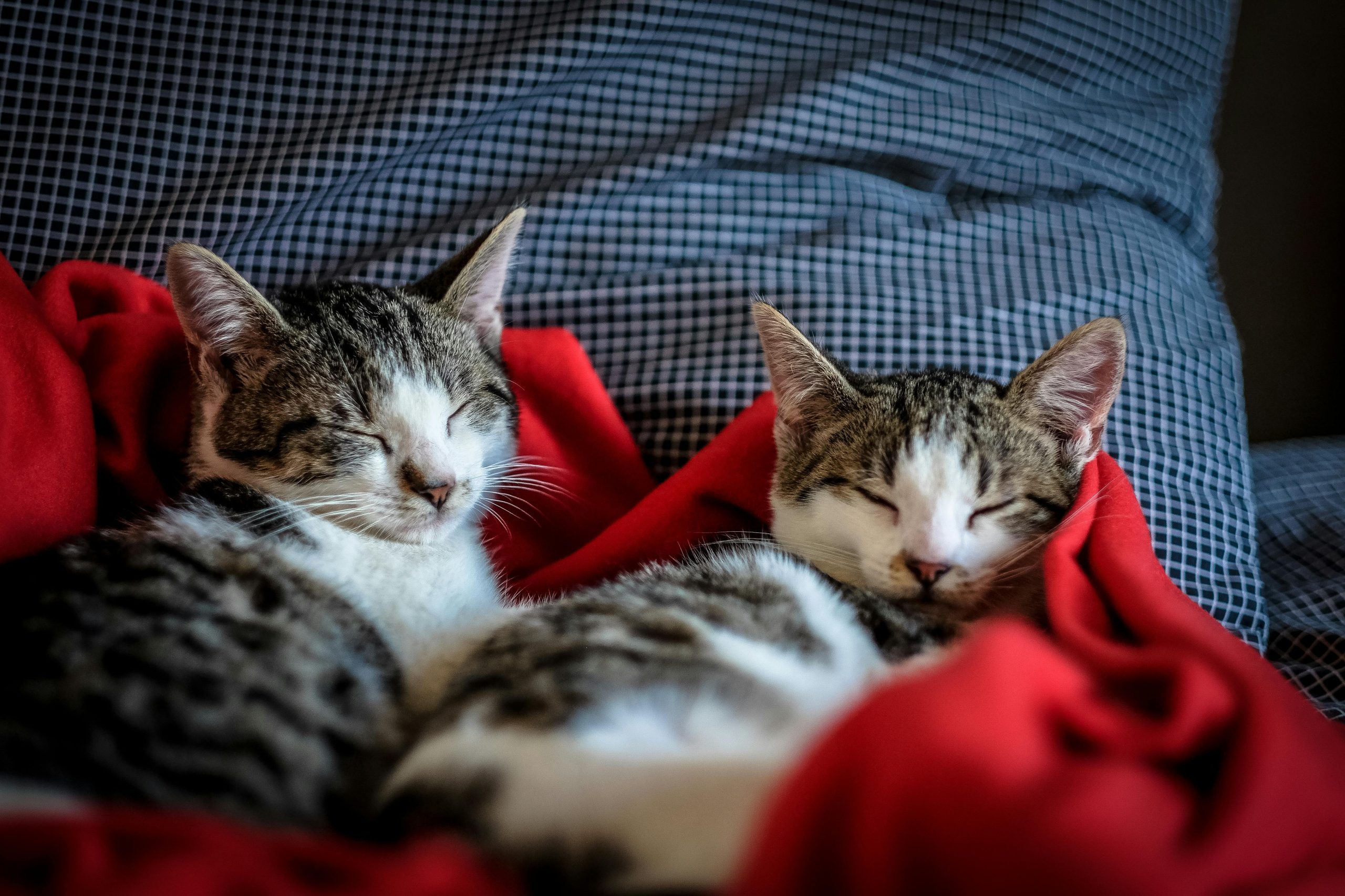 Home-Raised Maine Coon Kittens for Sale Sacramento and Roseville