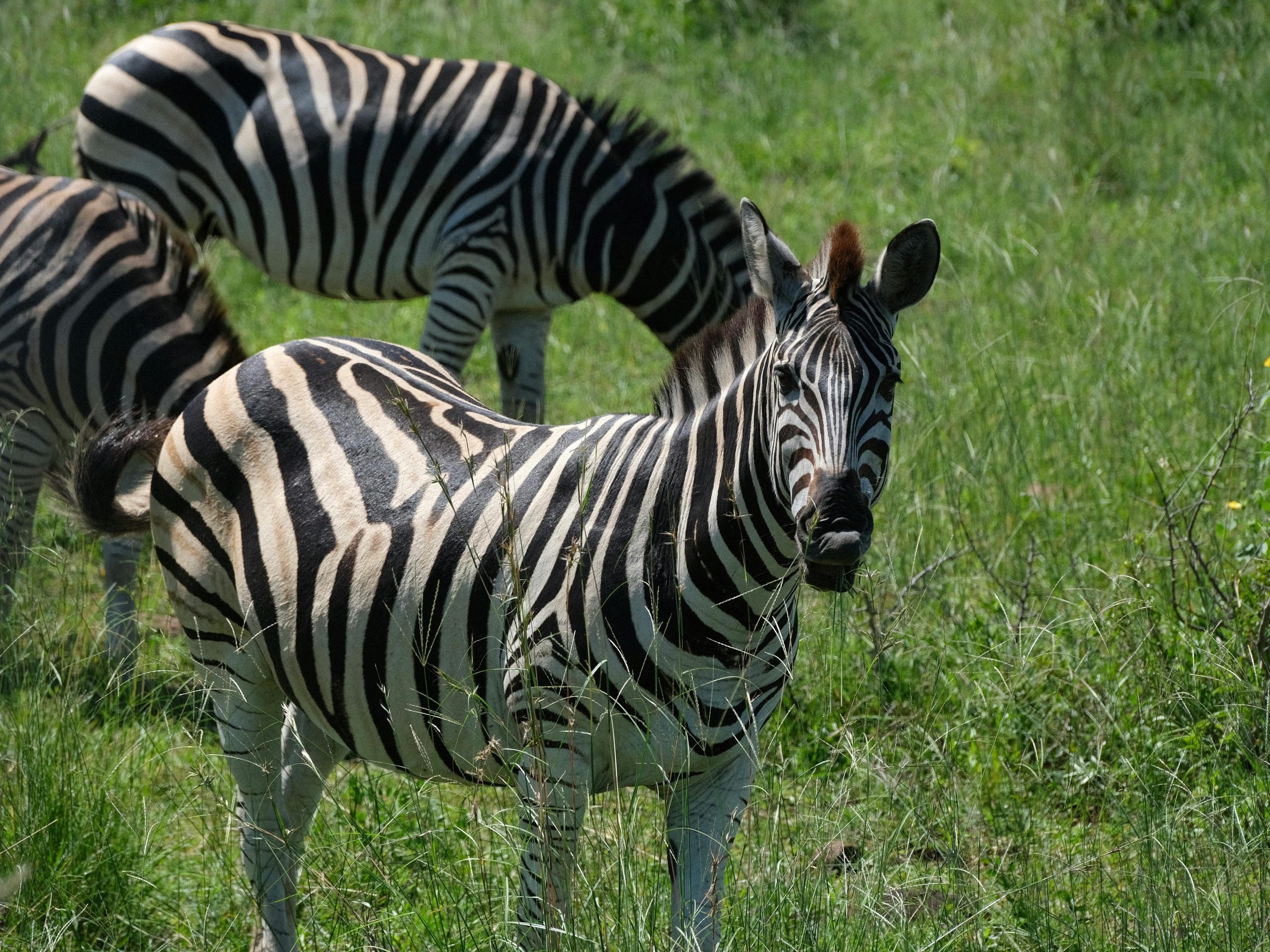 Luxury Kenya Safari Tours: Wildlife, Culture & Comfort Combined