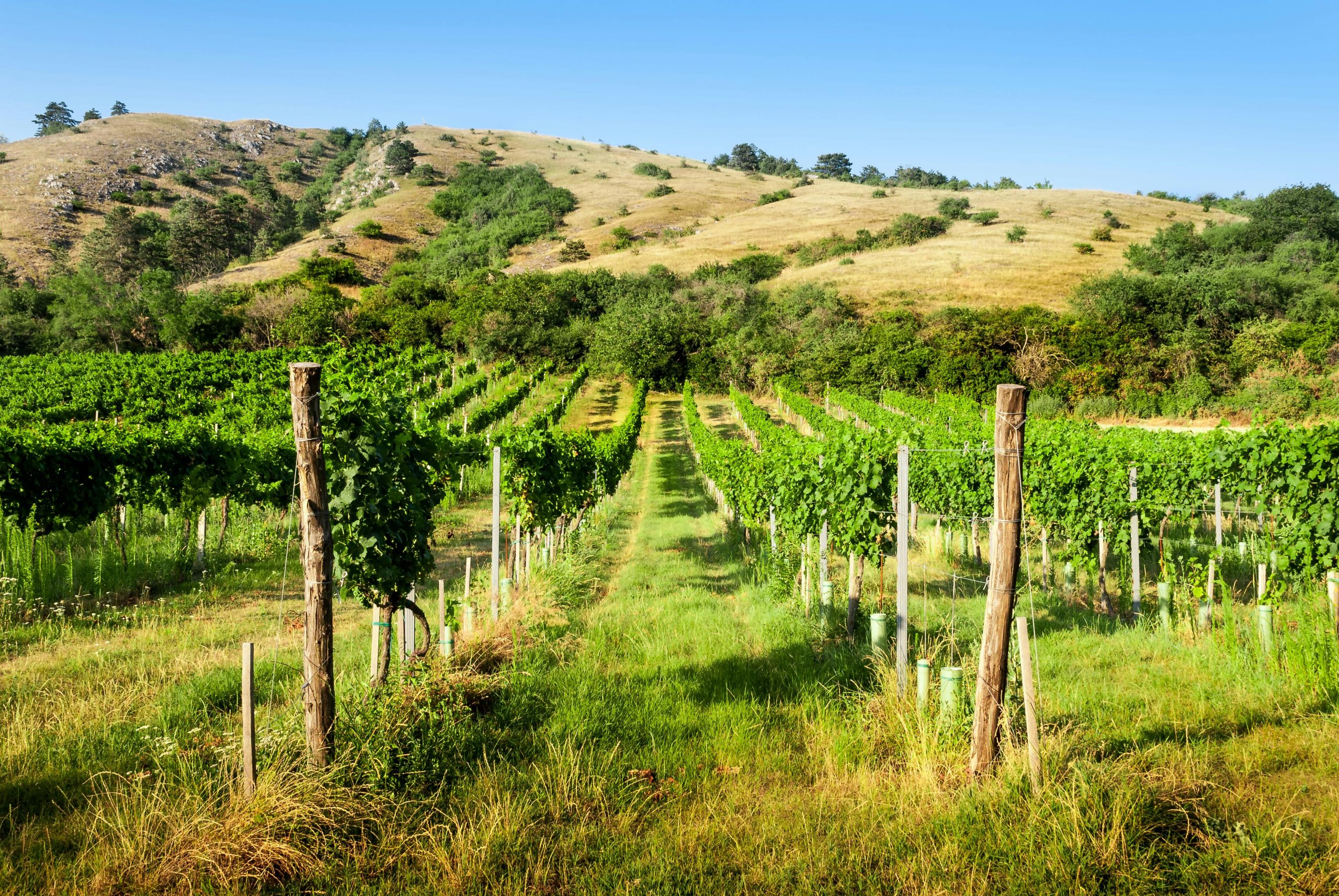 Touring the Vineyards of a Boutique Winery Sacramento Offers