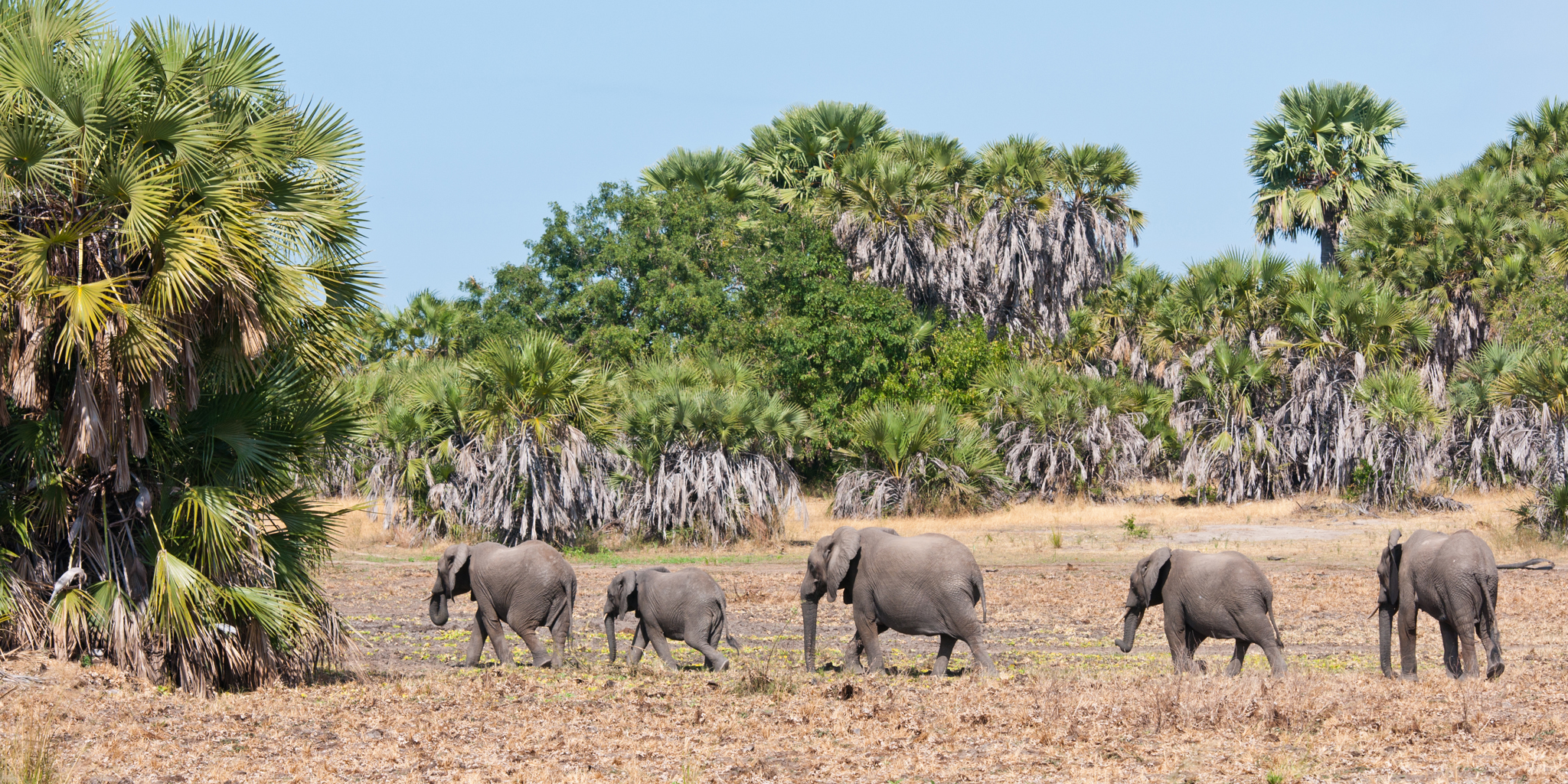 Family-Friendly Nyerere National Park Tanzania Safari Adventures