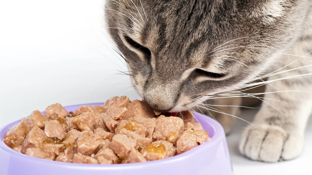 nacho cat food reviews